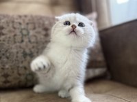 Wcf Kayıtlı Scottish Fold Shorthair Özel Yavrumuz