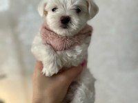 Dünya Tatlısı Terrier Yavruları