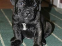 Sağlık Ve Irk Garantili Cane Corso Köpekleri