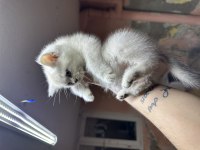 British Shorthair Lynx Point Hemen Teslim