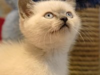 Teslime hazır british scottish yavrular