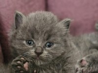 2 Aylık British Shorthair Bebekler