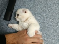 2 Aylık Özel Cream Renk Scottish Fold