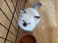 Safkan Ragdoll Yavru Kedilerimiz