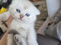 Scottish Fold Yavru Antalya