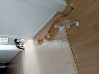 Ücretsiz Sahiplendirme Kedimiz