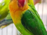 Sevda Cennet Papağanı Yavrular