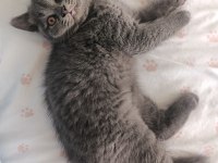 British shorthair yavrular