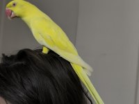 Mutasyon Pakistan Papağanı Evcil