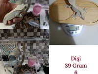 Sağlıklı Sezona Hazır Crested Gecko