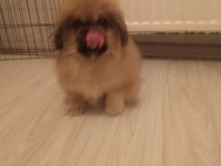 İmperial yavrumuz yeni yuvasını arıyor