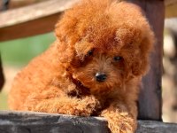 Poodle çiftliğinden micro boy poodle yavrularımız
