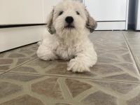 3 Aylık Dişi Maltipoo Yavrumuz Yeni Yuvasını Arıyor