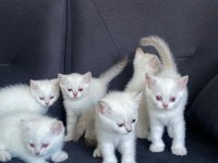 2 aylık british shorthair