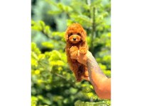 Toy poodle birbirinden güzel yavrularım