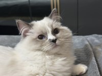 7 Aylık Ragdoll Yavrumuz Sahiplendirecektir