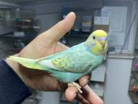 Ele Alıştırmalık Yerli Muhabbet Kuşu Yavrular Yeme Düştü