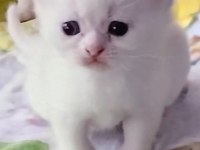 Scottish Fold Ve Scottish Straight Kardeşler