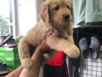 Golden Retriever Güzellikler