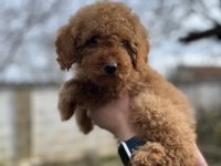 Ev Üretimi Poodle Yavrularımız