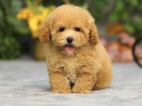 Maltipoo Bebekleri