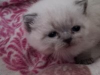 Scottish Fold Bluepoint Kediler Erkek Ve Dişi Mevcut