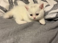 British Shorthair Kedilerimize Güzel Bakabilecek Aile Arıyoruz