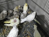 Yeni Yeme Düşmüş Yavru Sultan Papağanlar