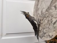 Sultan Papağanlar Sahiplendirilecek