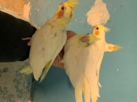 Ele Alıştırmalık Sultan Papağanı Bebekler