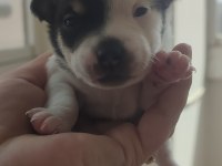 Sahiplendirilecek Chihuahua