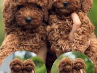 Toy Poodle Bebekler Harika Yavrular