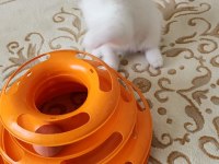 2 Aylık British Yavrumuza Yuva Arıyoruz