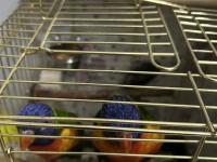 1.5 Yaşında Lori Takım Eşe Yeni Atıldı