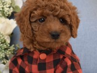 Irk Ve Sağlık Garantili Poodle Bebekler