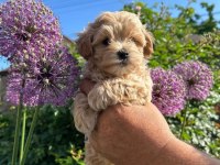 Irk Garantili Maltipoo Yavruları