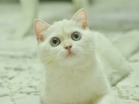 Kaliteli british shorthair erkek