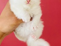 Beyaz British Longhair Pamuk Prenseslerim