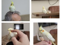 2 aylık yavru sultan papağanı