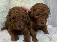 Toy Poodle Yavruları