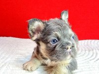 Tr Deki En Yeni Ve Üst French Bulldoglar