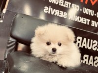 Pomeranian erkek aslan