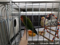 Çift Sevda Papağanı Kafes Vs Dahil