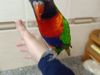 İlgi Bağımlısı Lori Papağanı