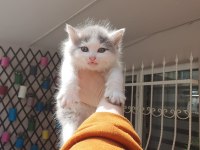 Van Kedisi Kırması 5 Tane Yavru Kedimiz