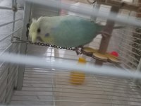 Nadir ırklı muhabbet kuşu