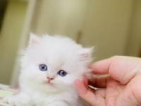 Oyuncak Gibi British Longhair Kız