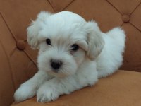 Maltipoo Bebeği Köpekler