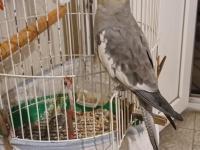 Sultan papağanı erkek