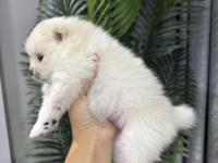 Dişi Pomeranian Köpeği